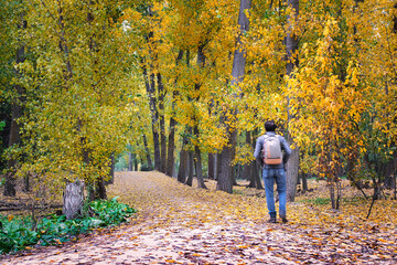 A hiker with a backpack seen from behind while walking along a livestock trail, in a poplar forest...