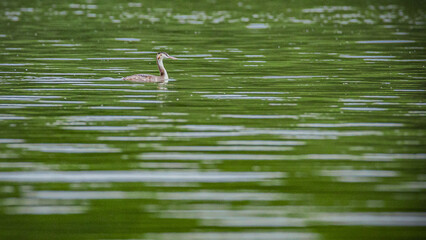 a bird on a pond in the wild