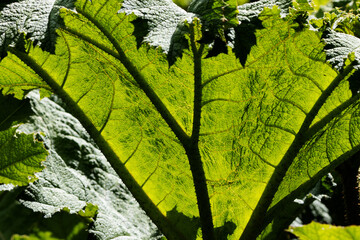 close up of the huge leaf of a Gunnera plant , family Gunneraceae