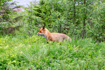 Adult red fox