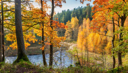 autumn colors in a forest with trees and a river