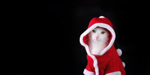 Christmas Cat looks at the camera. Santa cat in Christmas festive outfit on a black background. Merry Christmas. Xmas Greeting card. Happy New Year. Santa's helper.