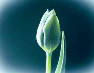 Minimalistic photo of tulip bud. Abstract floral background