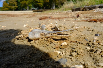 Cypress Bend Park - Gar Fish Skull