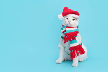 White Cat looking at camera against a turquoise background. Funny kitten wearing warm sweater scarf and Santa Claus xmas red cap. Cat with Santa hat.