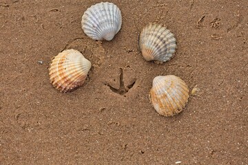 seashells on the sand and bird footprint