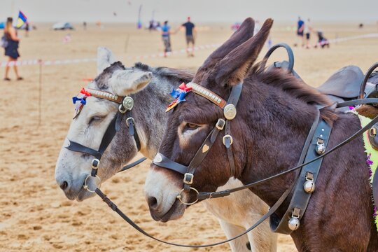 two donkeys on beach 