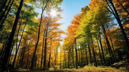 Fototapeta premium Picturesque view of forest with trees on sunny day. AI Generative.