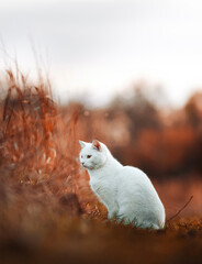 White cat, cat gaze, young cat against sunset background