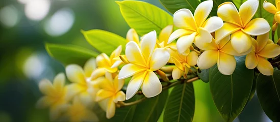 Zelfklevend Fotobehang In the midst of the lush greenery of nature, a beautiful plumeria flower blooms, with its vibrant yellow petals radiating pure beauty and serenity. © AkuAku