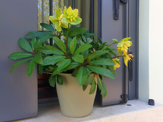 Green flower helleborus niger blooms in a gray pot on the windowsill. - obrazy, fototapety, plakaty