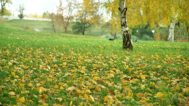 Autumn landscape, falling birch leaves in city park.