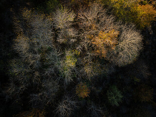 Late autumn Trees from above  - Droneview