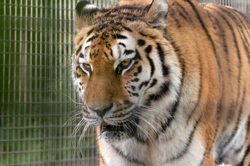 Photo of a dangerous tiger head