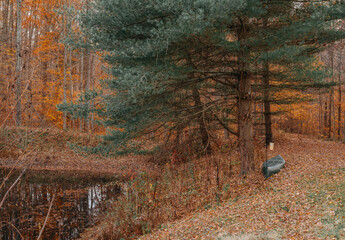 abandoned canoe in the woods