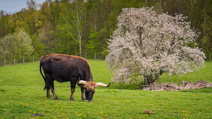 Single Bullock of green meadow with a tree in the background