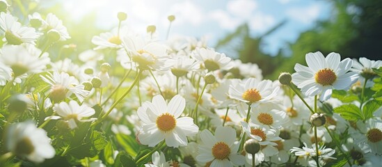 In the summer, amidst the beauty of nature, one can find vibrant floral gardens full of white flowers, green leaves, and sweet strawberry plants.