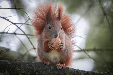Squirrel sits on the branch and holds a walnut. Squirrel with walnut. Squirrel is holding a walnut. Squirrel with walnut looks towards the camera lens on the cold autumn day in the park.