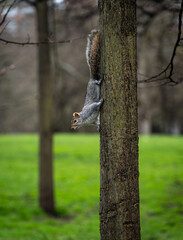 Vertical shot of a cute grey squirrel on a tree trunk in Hyde Park, London