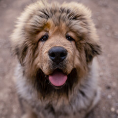 Tibetan mastiff puppy
