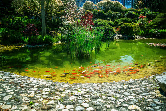 Amazing with red Carps KOI in Le Havre in Japanese garden (present of Japan government)
