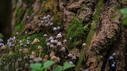 Fototapete bei efototapeten.de bestellen   