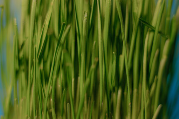 Obraz premium Green grass grown from grain. Microgreens in a bowl on the table. White background.