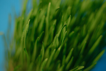 Green grass grown from grain. Microgreens in a bowl on the table. White background.