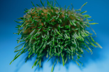 Green grass grown from grain. Microgreens in a bowl on the table. White background.