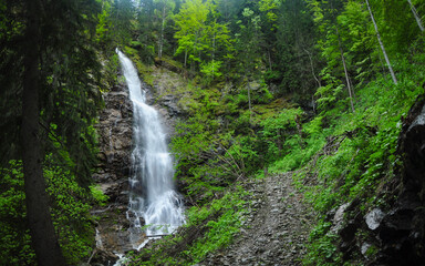 Scorusu waterfall flowing out of the spruce forest on a mossy vertical cliff. Capatanii Mountains, Carpathians, Romania.