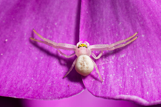 A macro shot of a white crab spider on a the petals of a dark pink, almost violet, phlox plant in our garden in Windsor in Upstate NY.  The yellow eyes are kinda cool and creepy at the same time.