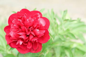 Blooming peonies. Peony macro. Big pink flower in summer garden. Wallpaper with pink spring flower. Peony flower head on light green background. Blossoming peony on green foliage background