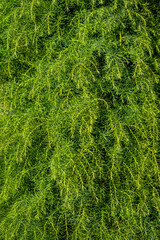 Closeup of green fatherly leaves of an Elegant Japanese Cedar tree, as a nature background
