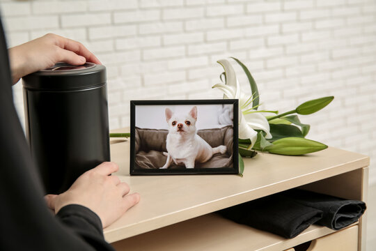 Woman holding mortuary urn, picture of dog and lily flowers on table near white brick wall, closeup. Pet funeral