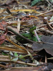 Black-speckled palm-pit viper (Bothriechis nigroviridis) in the cloudforest soil