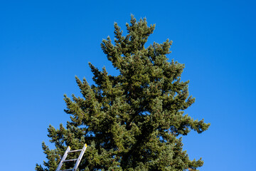 Sunny fall day with an aluminum ladder leaning against a rooftop and large fir tree against a sunny blue sky

