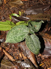 Small understory terrestrial orchid growing in rainforests of Costa Rica