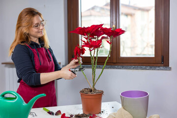 Selective focus woman in red apron lovingly pruning flower Poinsettia.Home gardening and plant care