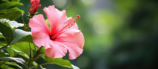 In the midst of summer, amidst the vibrant colors of blooming flora, a beautiful hibiscus stood tall, its pink petals adding a touch of exotic beauty to the lush green garden, a testament to the - Powered by Adobe