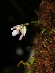 Epiphyte bladderwort Utricularia jamesoniana from Costa Rica