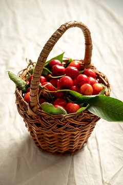 country basket of fresh cherries with leaves