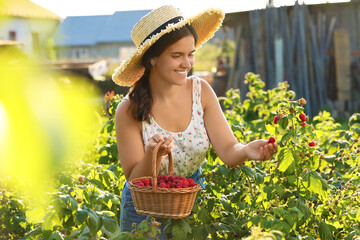 Happy woman with wicker basket picking ripe raspberries from bush outdoors
