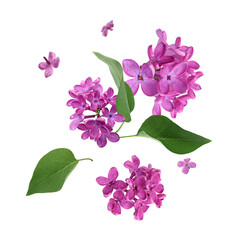 Beautiful lilac flowers and green leaves falling on white background