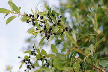 Ripe black olives on a green tree branch against a blue sky