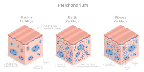 3D Isometric Flat  Conceptual Illustration of Perichondrium, Types of Cartilage - obrazy, fototapety, plakaty