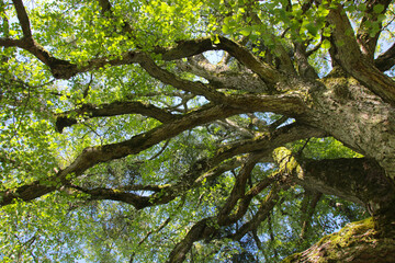tronc, branches, feuillage, feuilles, canopée d'un chêne au printemps