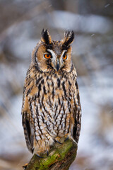 Fluffy owl in winter forest. Long-eared owl, Asio otus, perched on forest meadow in snowfall. Wild owl in natural habitat. Beautiful bird of prey with orange eyes. Cold weather. Wildlife nature.