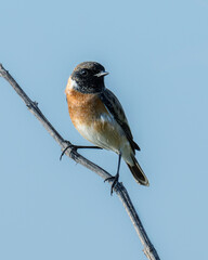 Stone Chat (male) perched on a bush in a farm in Bahrain