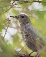 Blue rock thrush - Female, Monticola solitarius perched on a tree with green leaves background, from Bahrain.