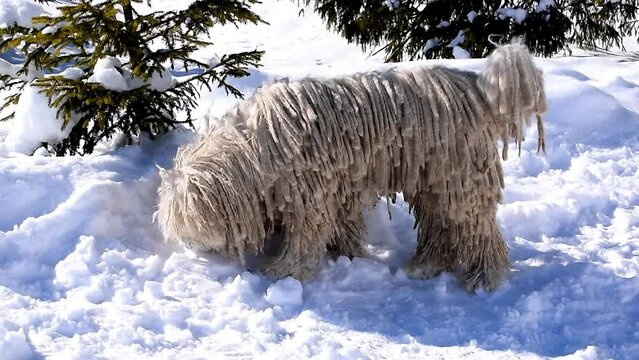 Hungarian white purebred puli breed dog,shepherd dog with dreadlock outdoor walking on snow at winter in Carpathian mountains, Ukraine, Europe